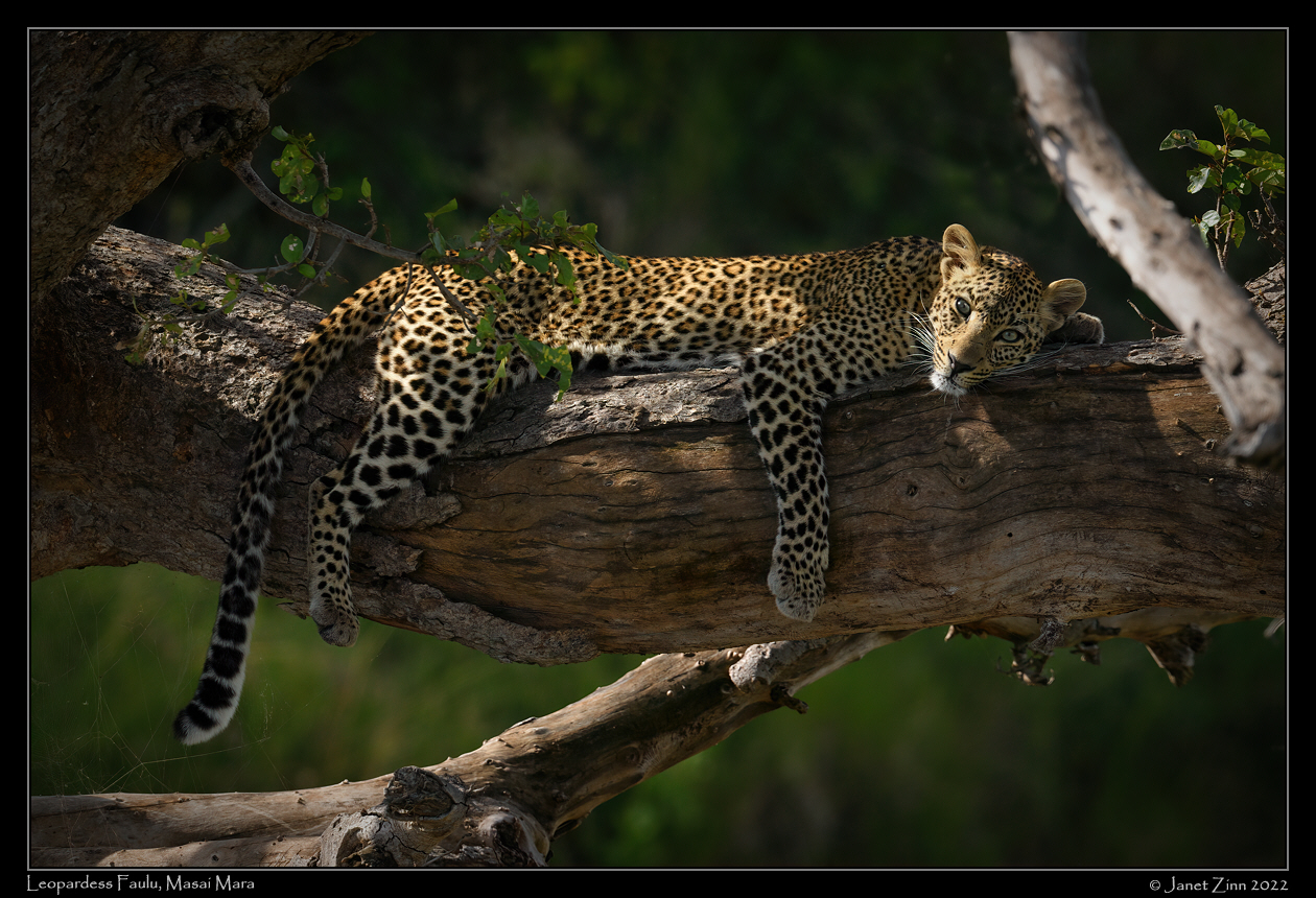 leopard_faulu_JZ9_0592a