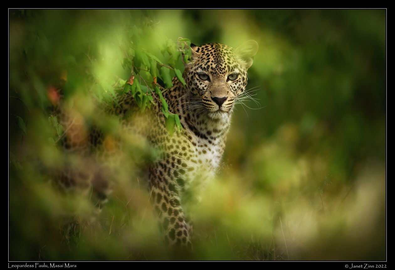leopard_faulu_JZ9_0879cfx2