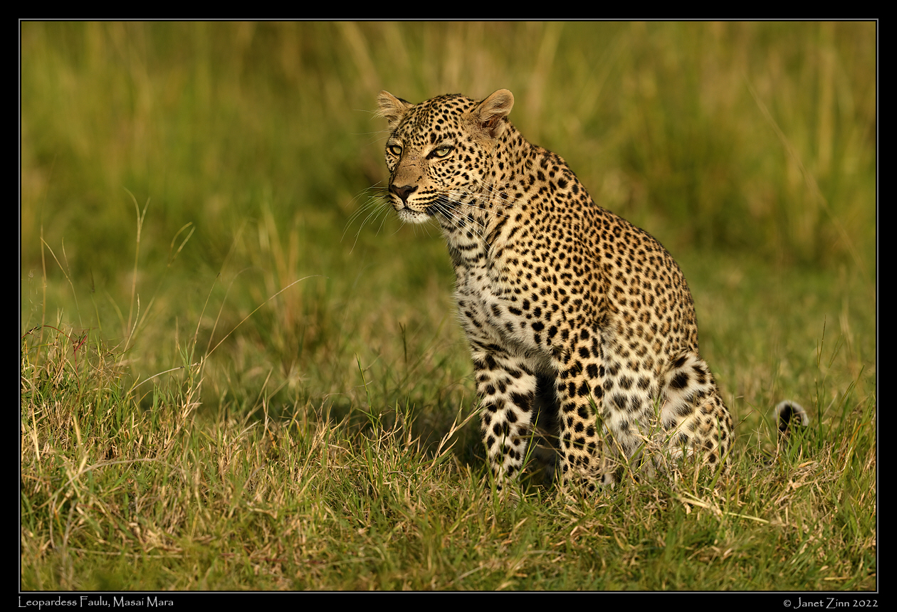 leopard_faulu_JZ9_1145a