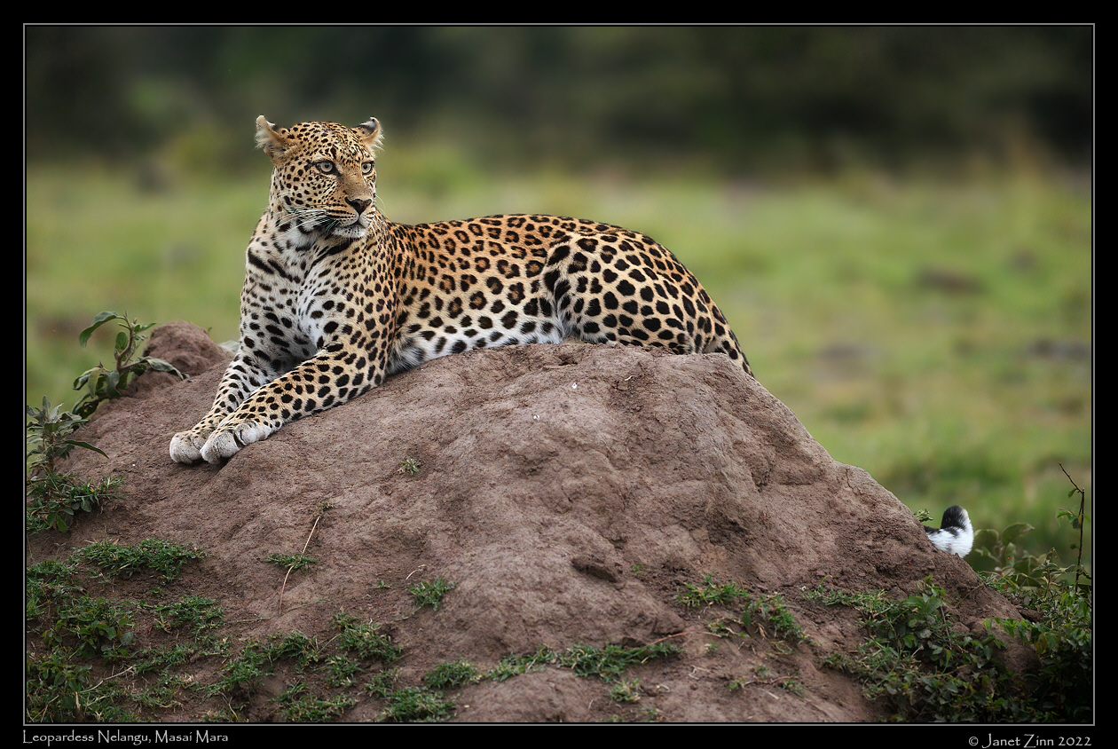 leopard_nelangu_JZ1_0543cfxa