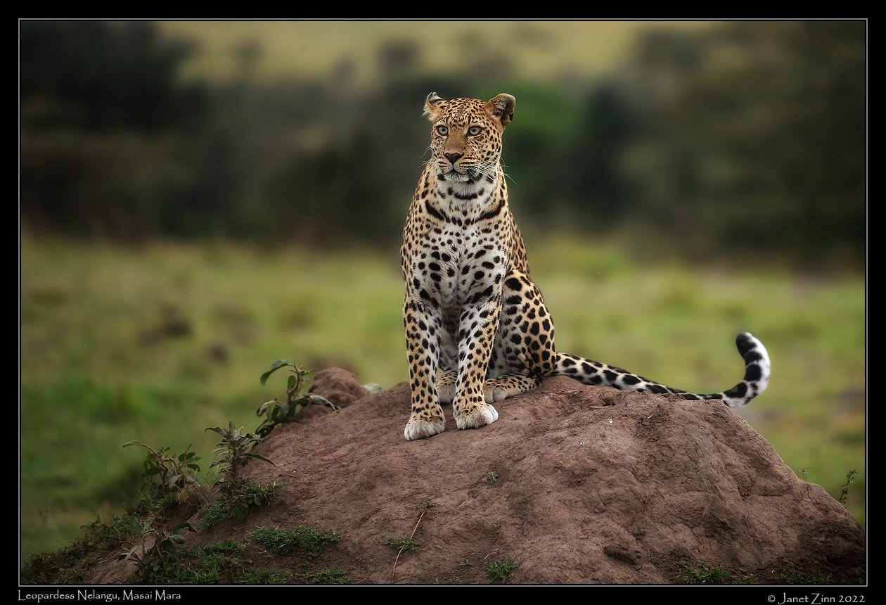 leopard_nelangu_JZ1_0614cfxa
