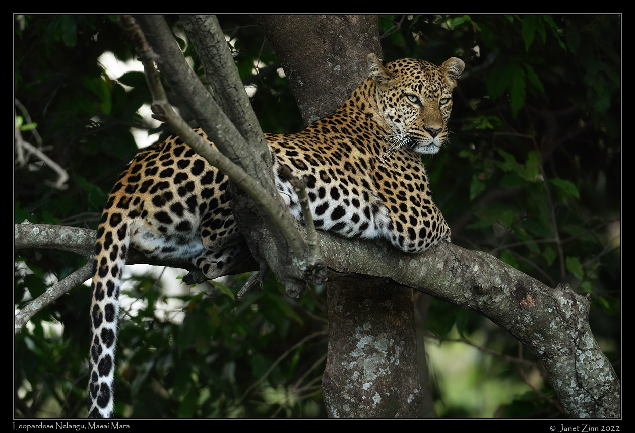 leopard_nelangu_JZ9_7939cfxa