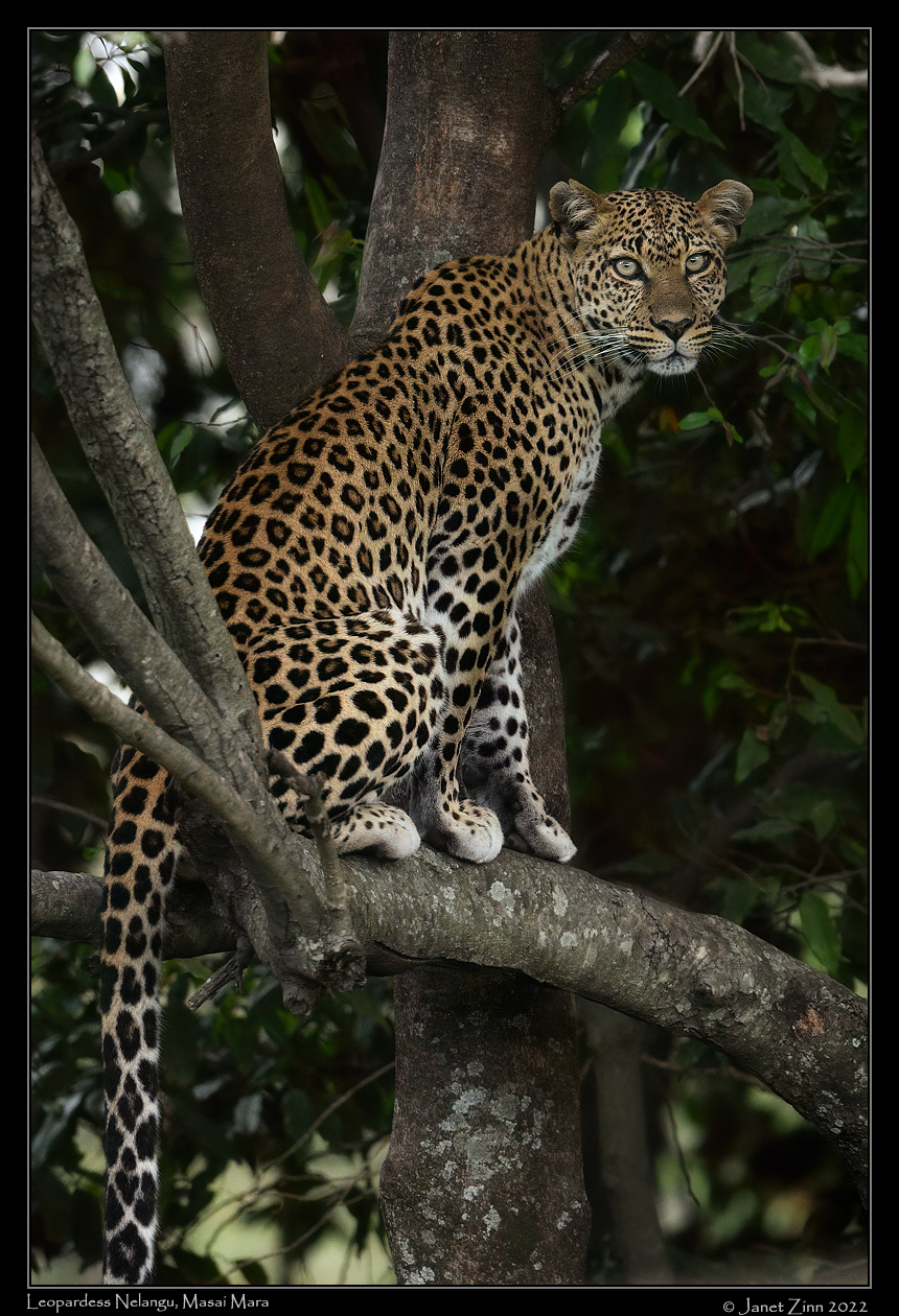 leopard_nelangu_JZ9_7984cfxa