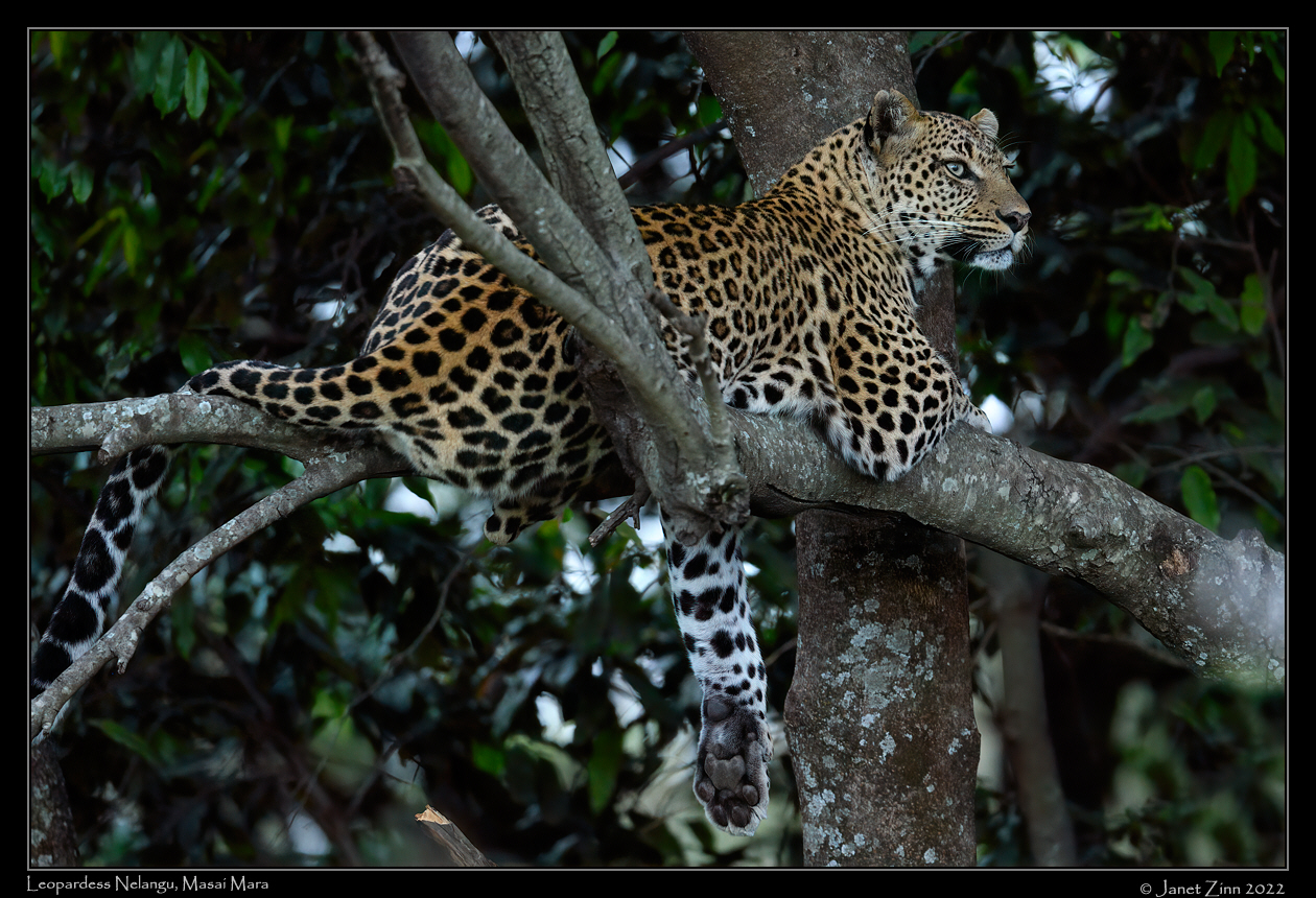leopard_nelangu_JZ9_8038a