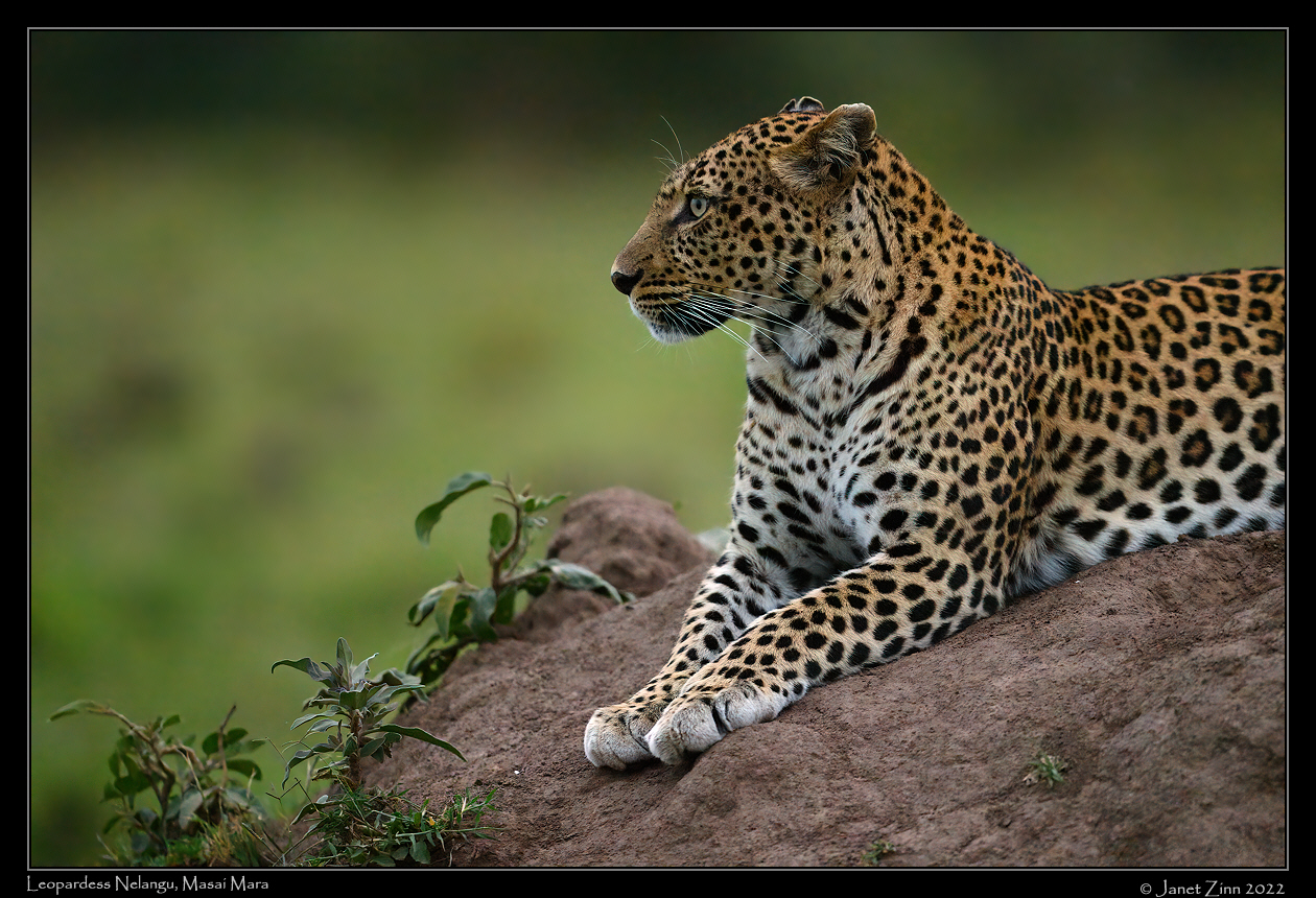 leopard_nelangu_JZ9_8176a
