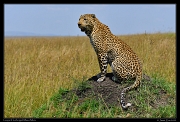  Leopard Lorkorgol, Masai Mara Reserve, Kenya � J. Zinn
