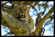  Leopardess Bahati, Masai Mara Reserve, Kenya � J. Zinn