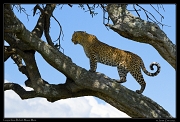  Leopardess Bahati, Masai Mara Reserve, Kenya � J. Zinn