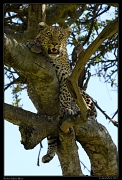  Leopardess Bahati, Masai Mara Reserve, Kenya � J. Zinn