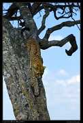  Leopardess Bahati, Masai Mara Reserve, Kenya � J. Zinn