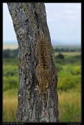  Leopardess Bahati, Masai Mara Reserve, Kenya � J. Zinn