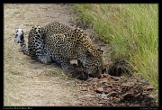  Leopardess Bahati, Masai Mara Reserve, Kenya � J. Zinn