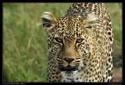  Leopardess Bahati, Masai Mara Reserve, Kenya � J. Zinn