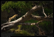  Leopardess Faulu, Masai Mara Reserve, Kenya � J. Zinn