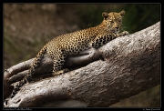  Leopardess Faulu, Masai Mara Reserve, Kenya � J. Zinn