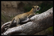  Leopardess Faulu, Masai Mara Reserve, Kenya � J. Zinn