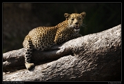  Leopardess Faulu, Masai Mara Reserve, Kenya � J. Zinn