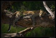  Leopardess Faulu, Masai Mara Reserve, Kenya � J. Zinn