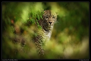  Leopardess Faulu, Masai Mara Reserve, Kenya � J. Zinn