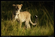 Leopards