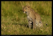  Leopardess Faulu, Masai Mara Reserve, Kenya � J. Zinn