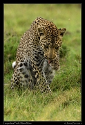  Leopardess Faulu, Masai Mara Reserve, Kenya � J. Zinn