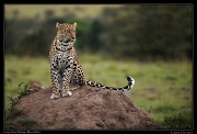  Leopardess Nelangu, Mara North Conservancy, Kenya � J. Zinn