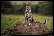  Leopardess Nelangu, Mara North Conservancy, Kenya � J. Zinn
