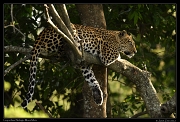  Leopardess Nelangu, Mara North Conservancy, Kenya � J. Zinn
