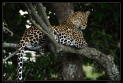  Leopardess Nelangu, Mara North Conservancy, Kenya � J. Zinn
