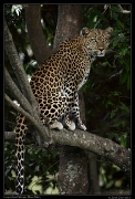  Leopardess Nelangu, Mara North Conservancy, Kenya � J. Zinn