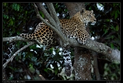 Leopardess Nelangu, Mara North Conservancy, Kenya � J. Zinn