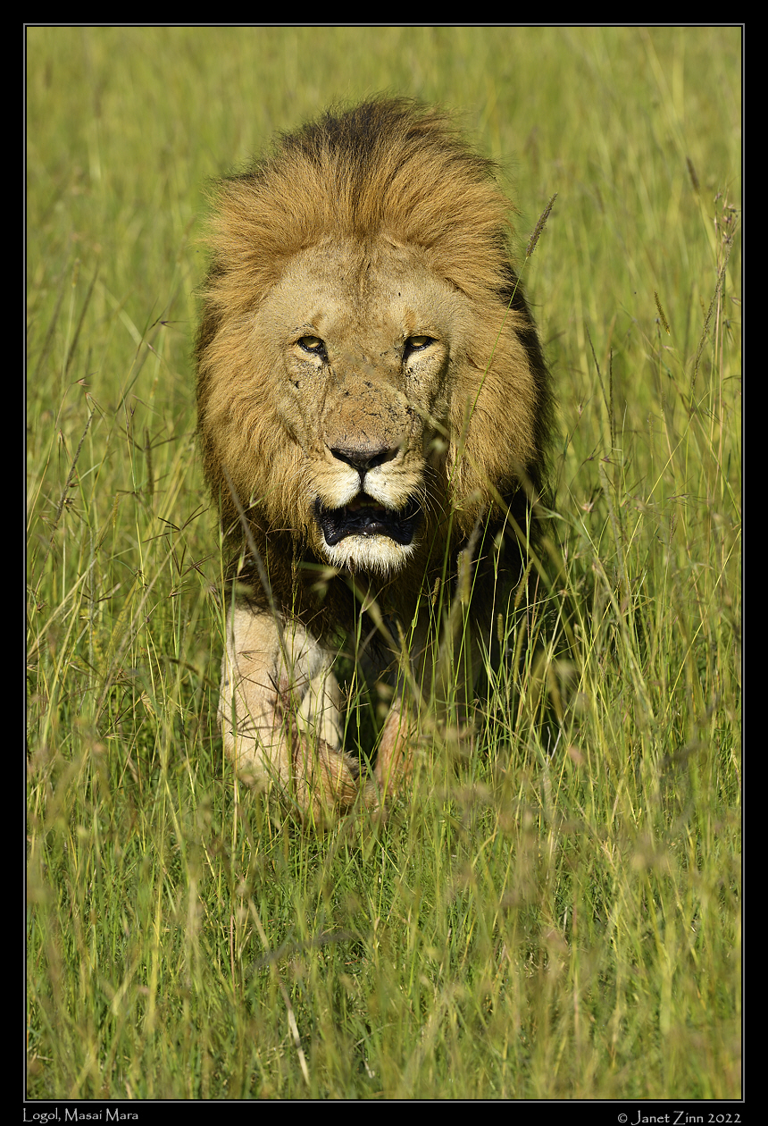 lion_JZ1_0627a