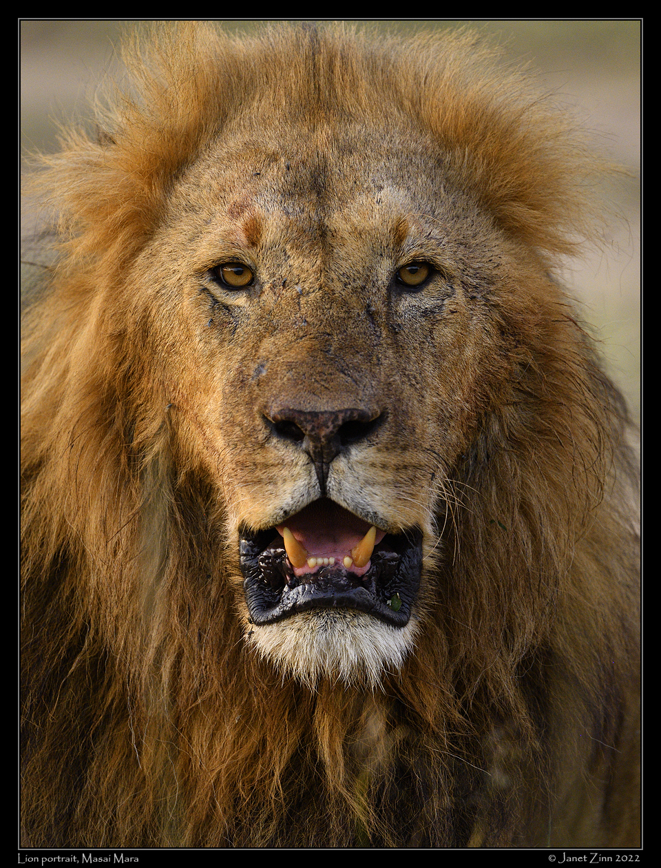 lion_JZ1_7329a