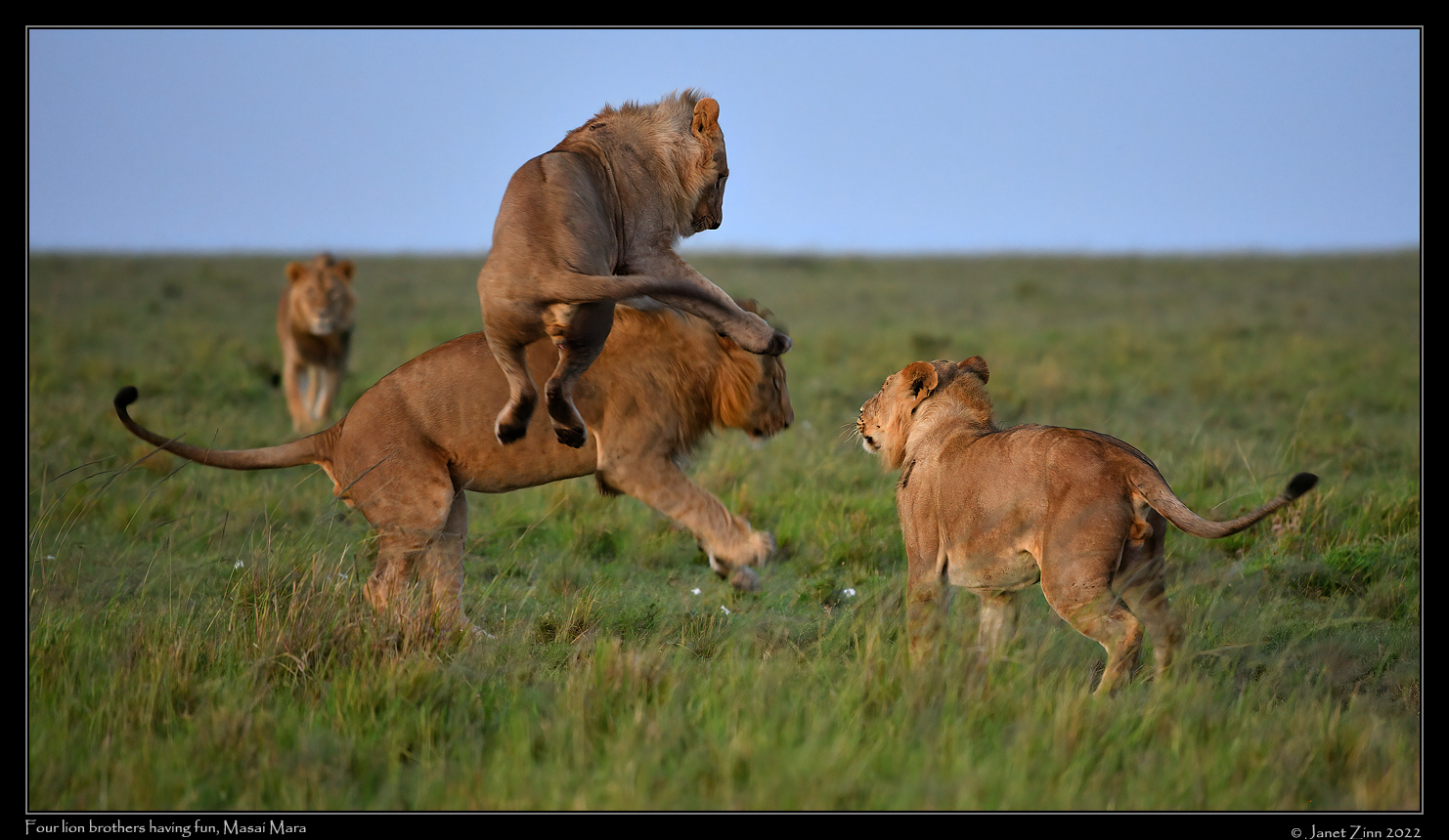 lion_JZ1_8887a