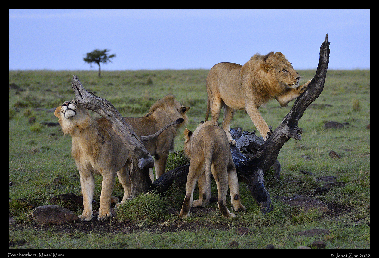 lion_JZ1_8950a