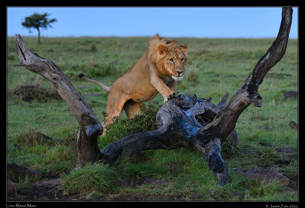 lion_JZ1_8967b