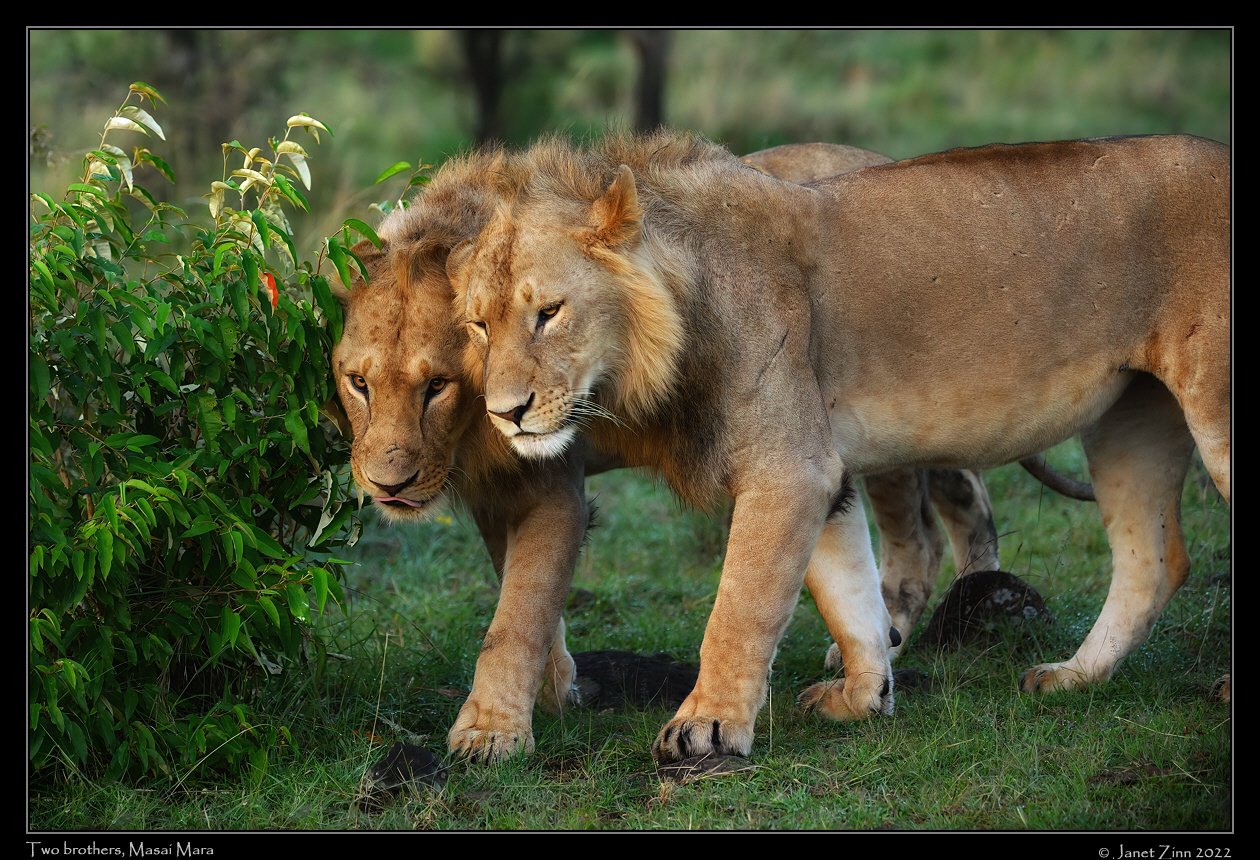 lion_JZ1_8992cfxa