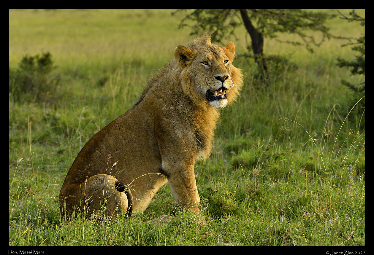lion_JZ1_9067a
