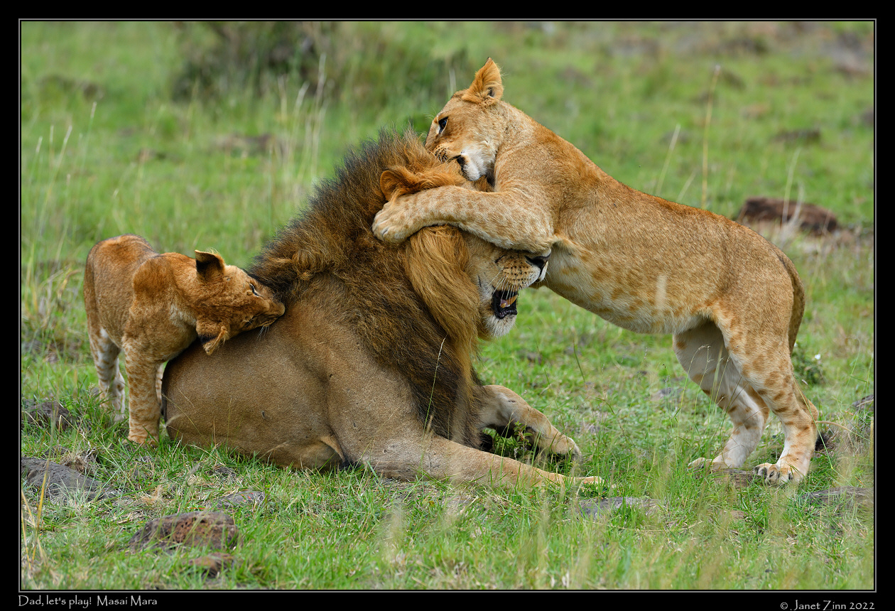lion_JZ1_9122a