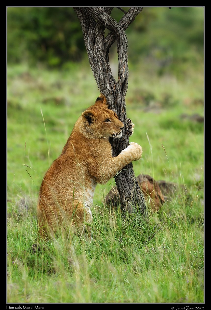 lion_JZ1_9145cfxa