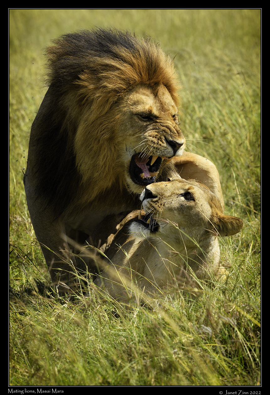 lion_JZ1_9888a