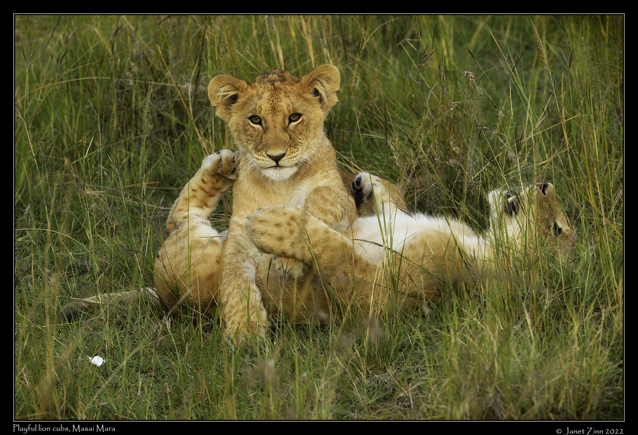 lion_JZ1_9999cfxa