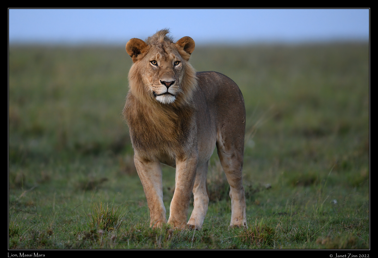 lion_JZ9_5086a