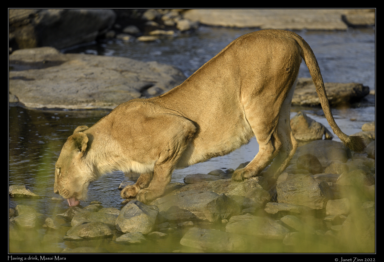 lion_JZ9_5143a