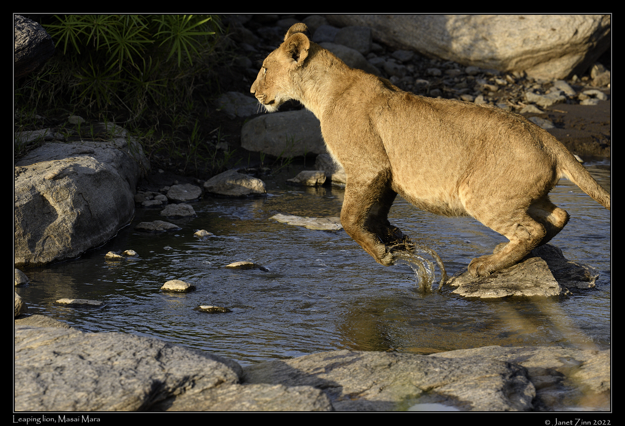 lion_JZ9_5251a