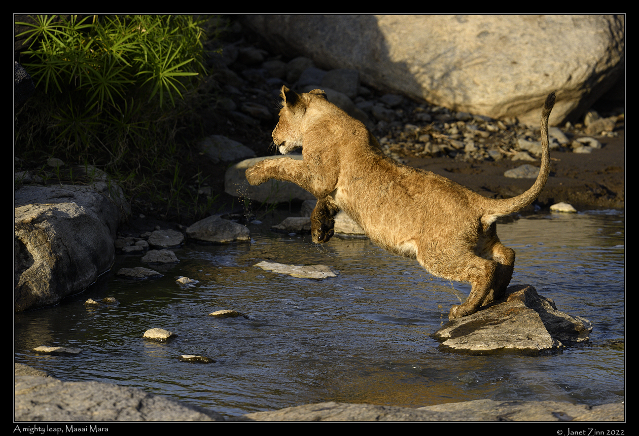 lion_JZ9_5345a
