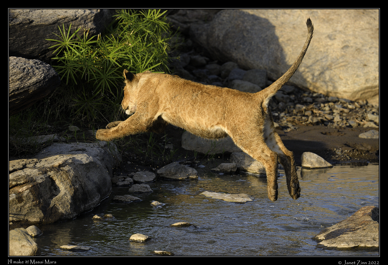 lion_JZ9_5348a