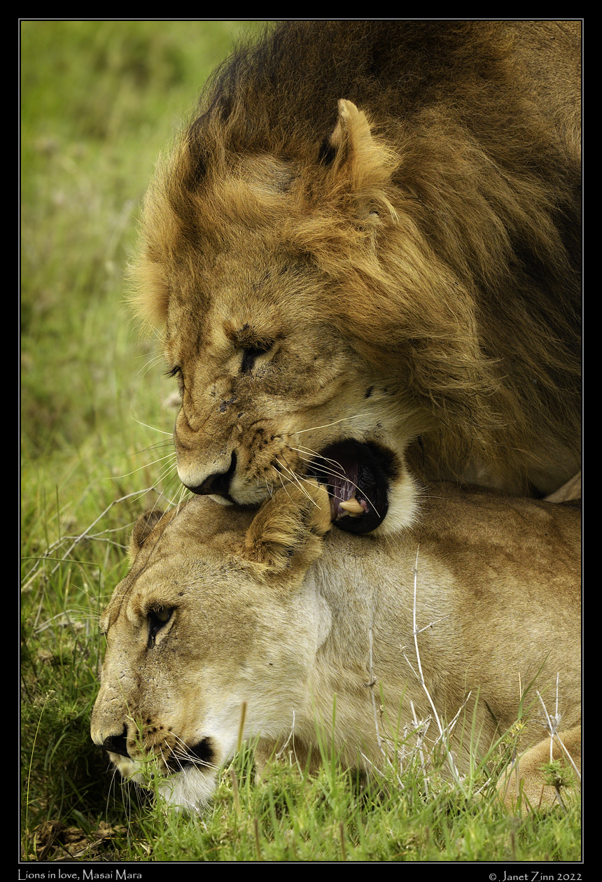 lion_JZ9_6299cfxa