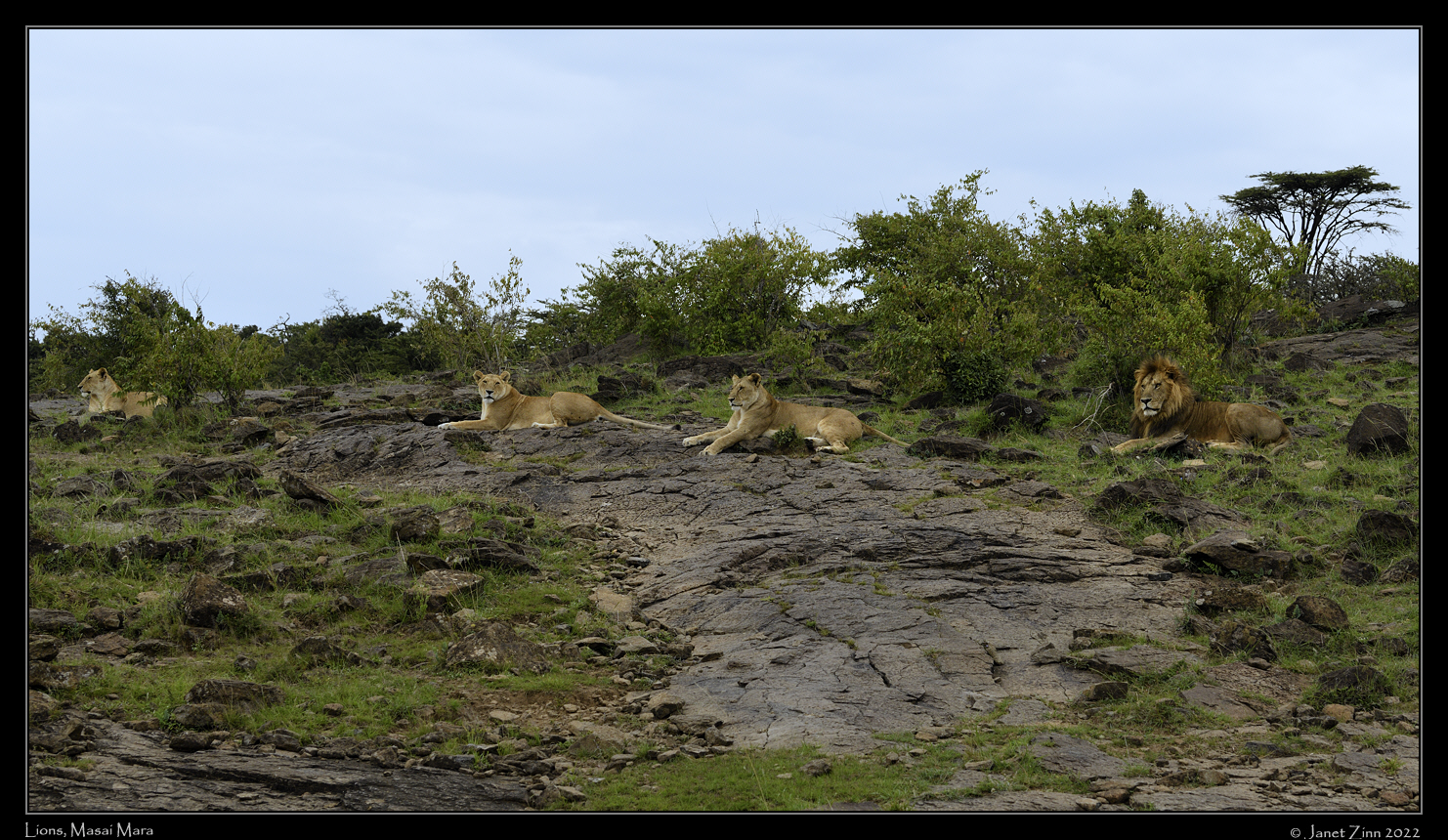 lion_JZ9_6426-1a